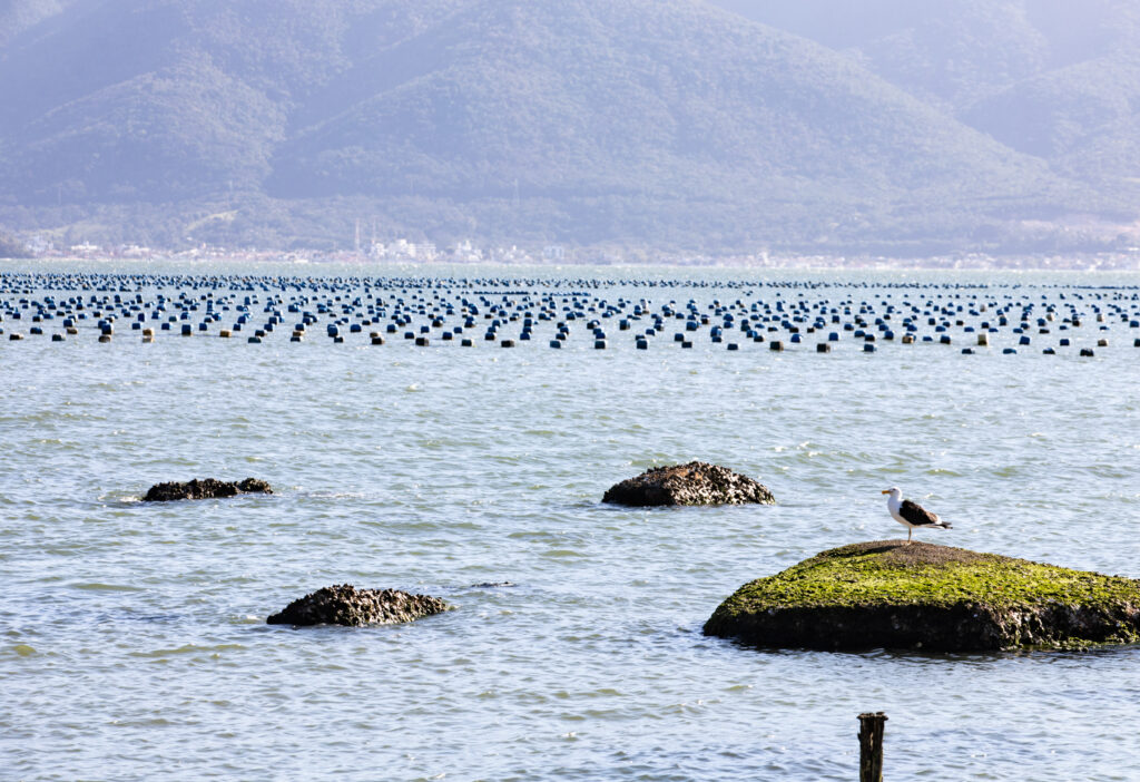 Florianópolis: a capital nacional das ostras e a revolução da maricultura