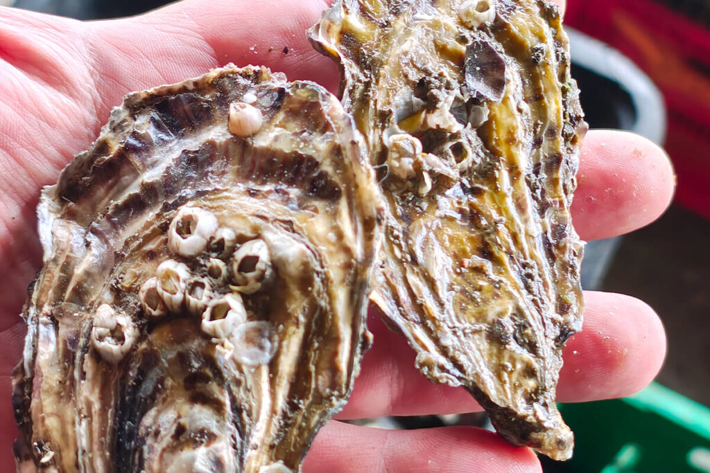 Fazenda Marinha Netuno